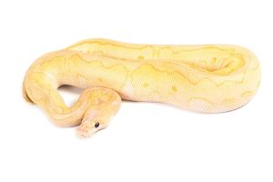 Python regius, super pastel lesser clown